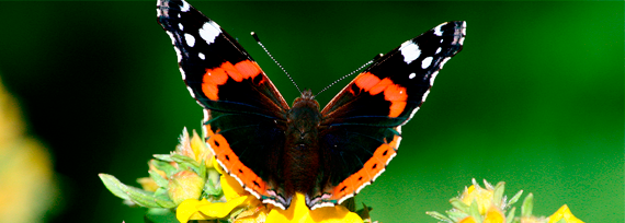 Värikkäitä perhosia - Bengtsårin sivut